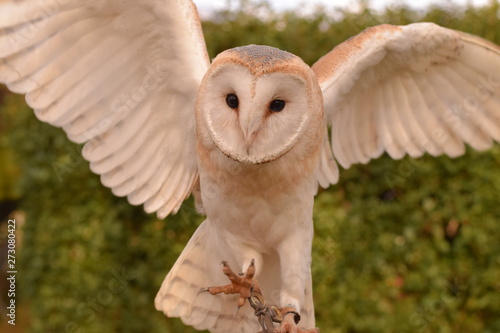 owl in flight © Samuel