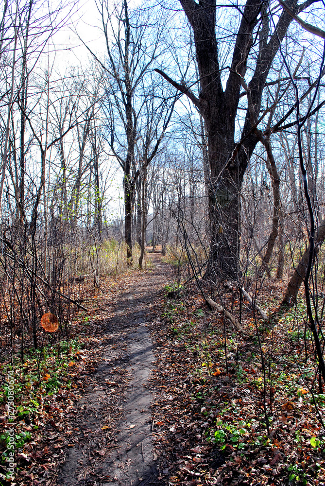 Trail through the woods Trail through the woods