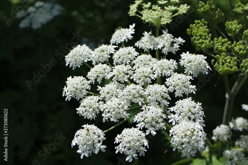 Cow parsnip in the sun at Somme Woods in Northbrook, Illinios photo