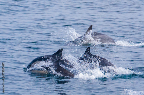 A large pod of Short Beaked Common Dolphins  Delphinus capensis  chases a school of anchovies in a feeding frenzy in the Monterey Bay of central California near Moss Landing.