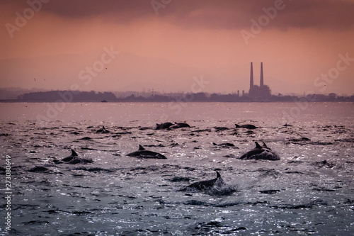 A large pod of Short Beaked Common Dolphins (Delphinus capensis) chases a school of anchovies in a feeding frenzy in the Monterey Bay of central California near Moss Landing.