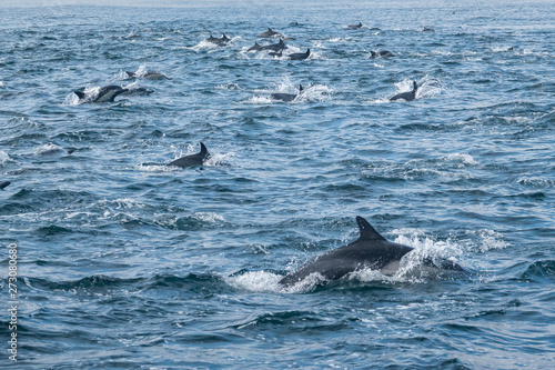 A large pod of Short Beaked Common Dolphins  Delphinus capensis  chases a school of anchovies in a feeding frenzy in the Monterey Bay of central California near Moss Landing.