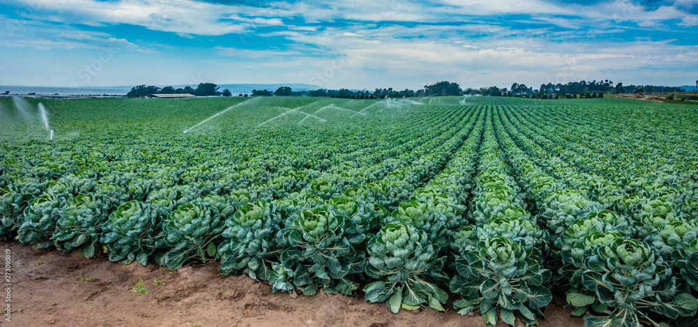 An agricultural field of rows of Brussels sprouts are sprayed with a water irrigation system on a partly cloudy day in central California. - obrazy, fototapety, plakaty 