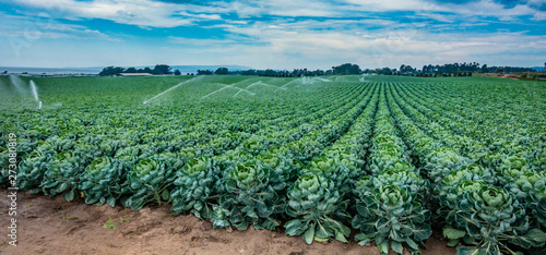 An agricultural field of rows of Brussels sprouts are sprayed with a water irrigation system on a partly cloudy day in central California.