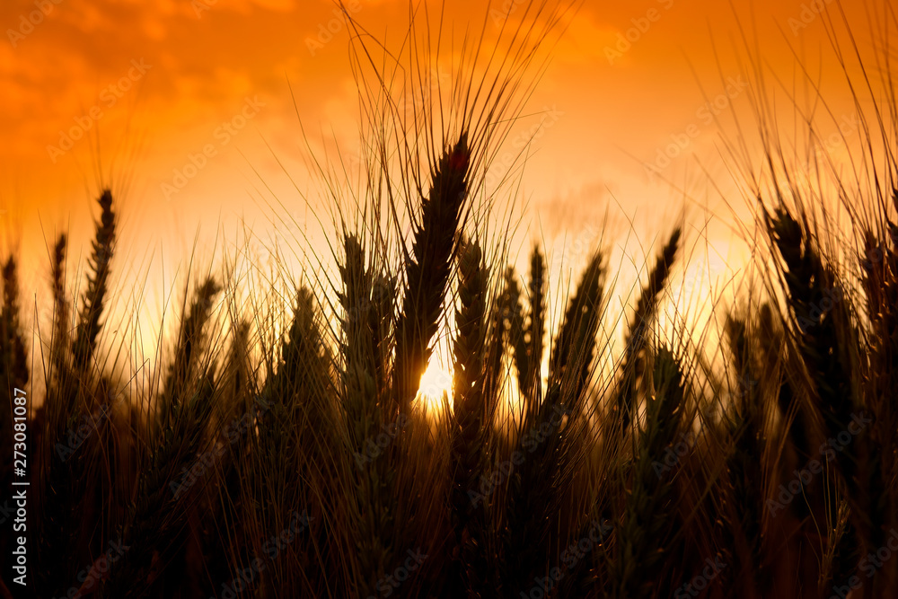 agricultural image of shiny wheat field over sunny sky agricultural image of shiny wheat field over sunny sky