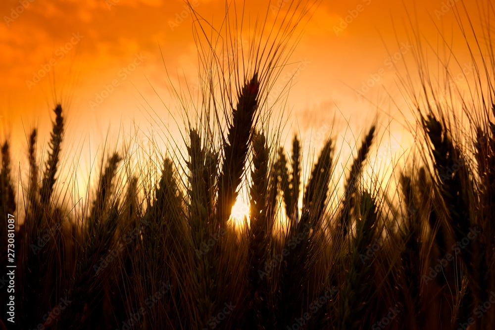 agricultural image of shiny wheat field over sunny sky