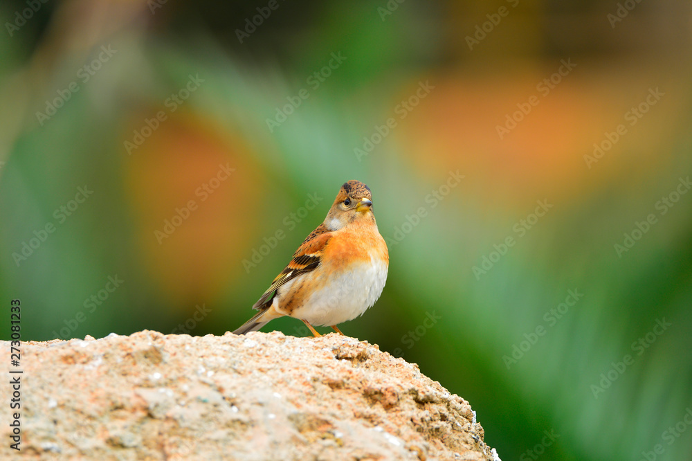 The outdoor fringillidae birds in the park The outdoor fringillidae birds in the park