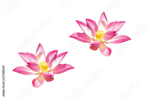 Blooming sacred lotus flowers (Nelumbo nucifera) isolated on white
