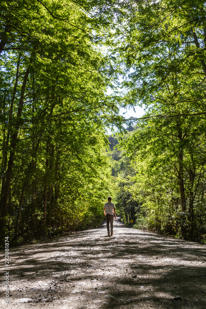 Fototapeta premium path in the forest