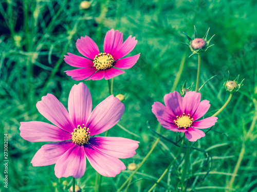 Pink Cosmos flowers blooming in the garden.shallow focus effect.vintage tone.