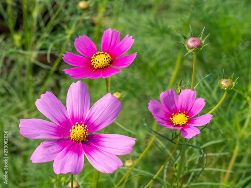 Pink Cosmos flowers blooming in the garden.shallow focus effect.