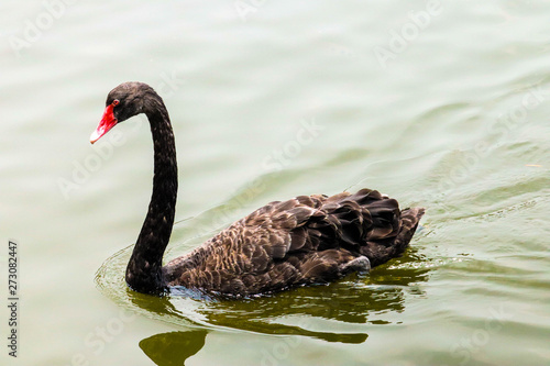 black Swan is swimming