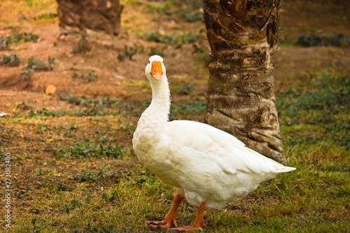 Pekin duck in the field photo