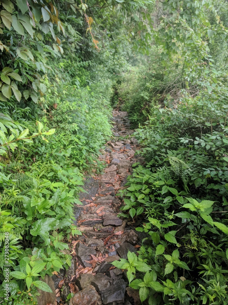Lush Green (Forest) Lush Green (Forest)