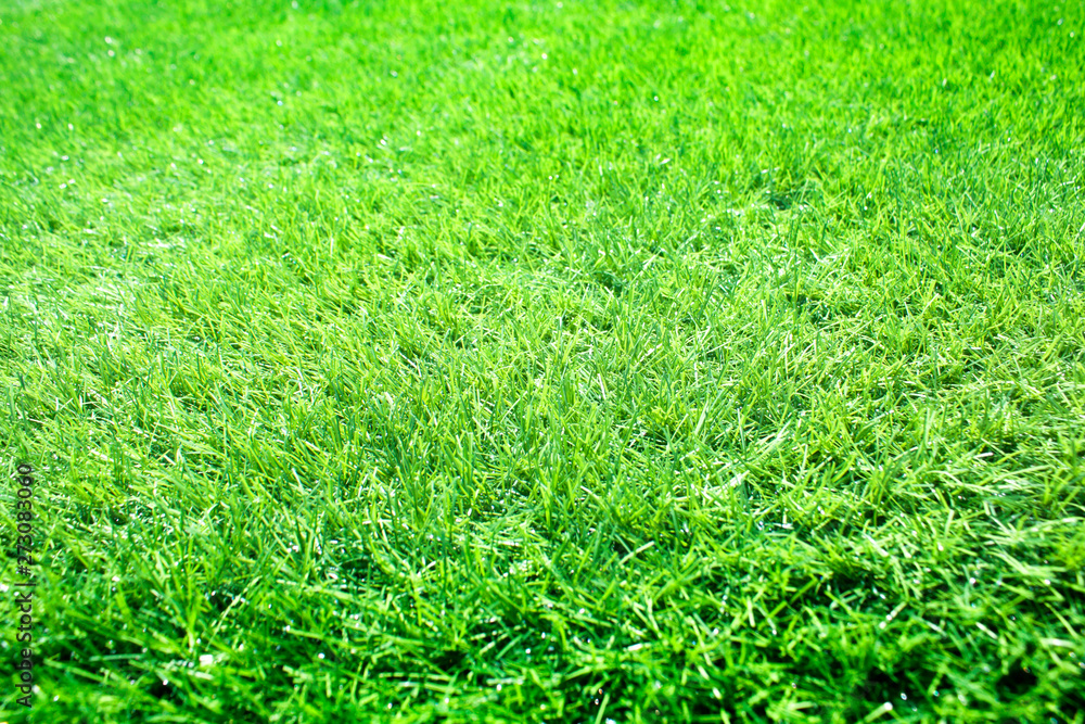 grass grass
