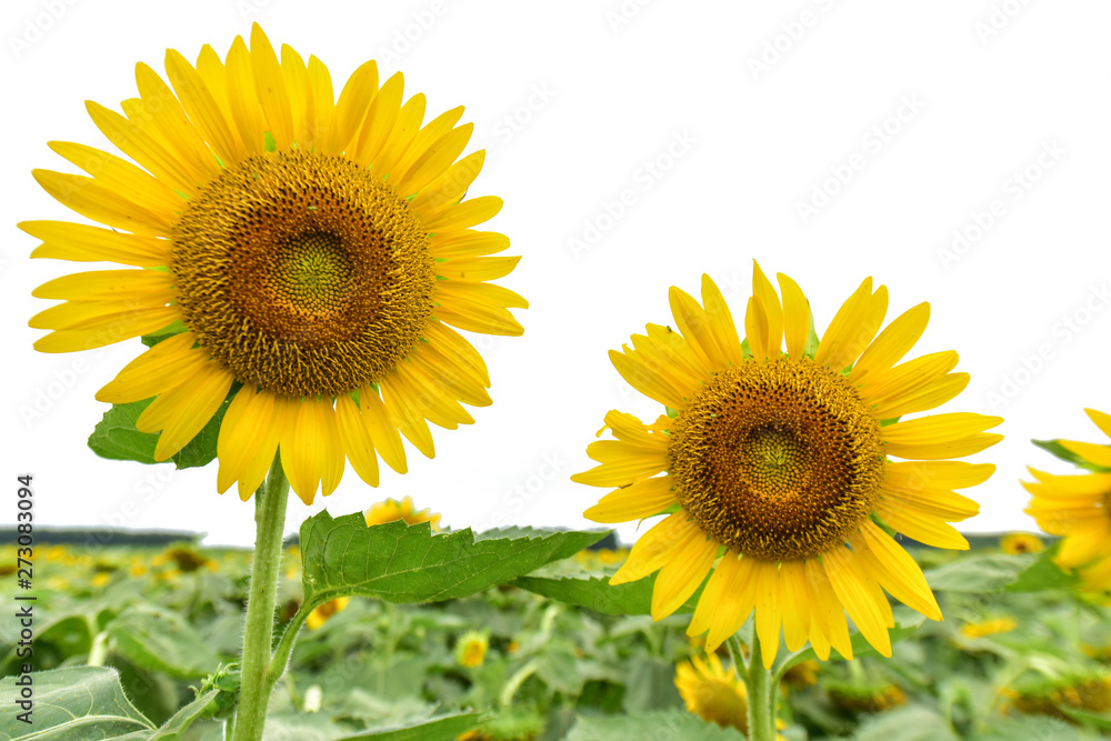 Sunflowers growing in farmland