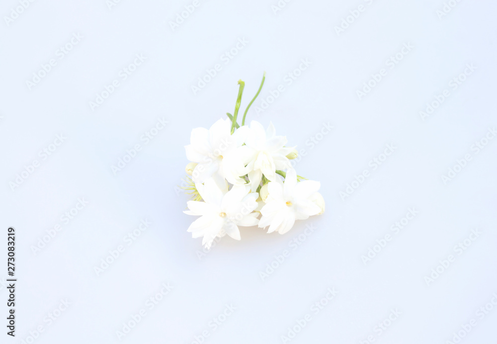 Jasmine Jasmine