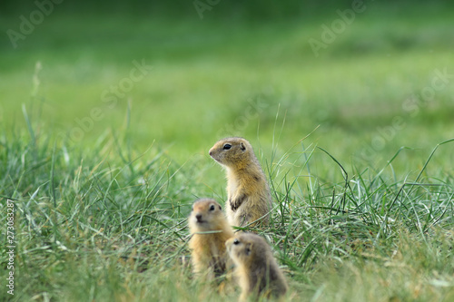 portrait of three cute little baby ground squirrel on a summer meadow