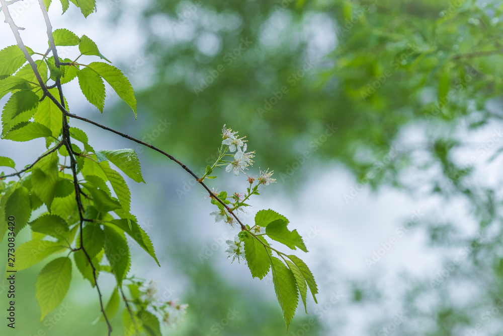 Obraz premium 上高地のミヤマザクラ