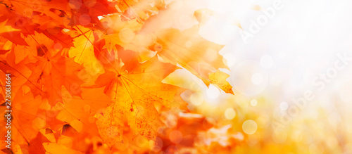 Autumn natural background with orange maple leaves, fall bright landscape, banner, place for text