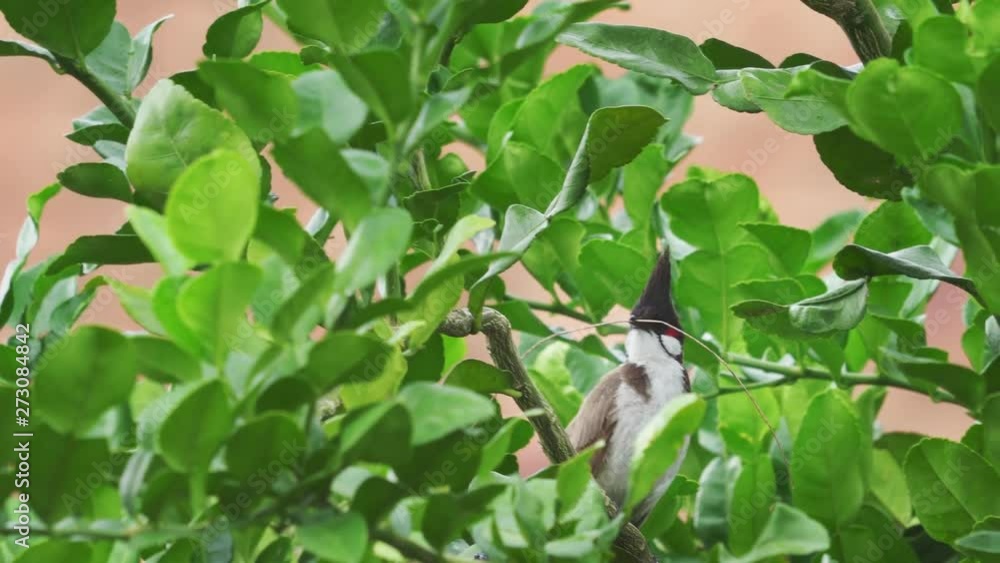 Tropical bird Red-whiskered bulbul (Pycnonotus jocosus) sitting on branch in Thailand Tropical bird Red-whiskered bulbul (Pycnonotus jocosus) sitting on branch in Thailand