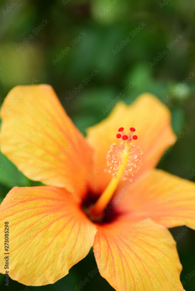 orange flower