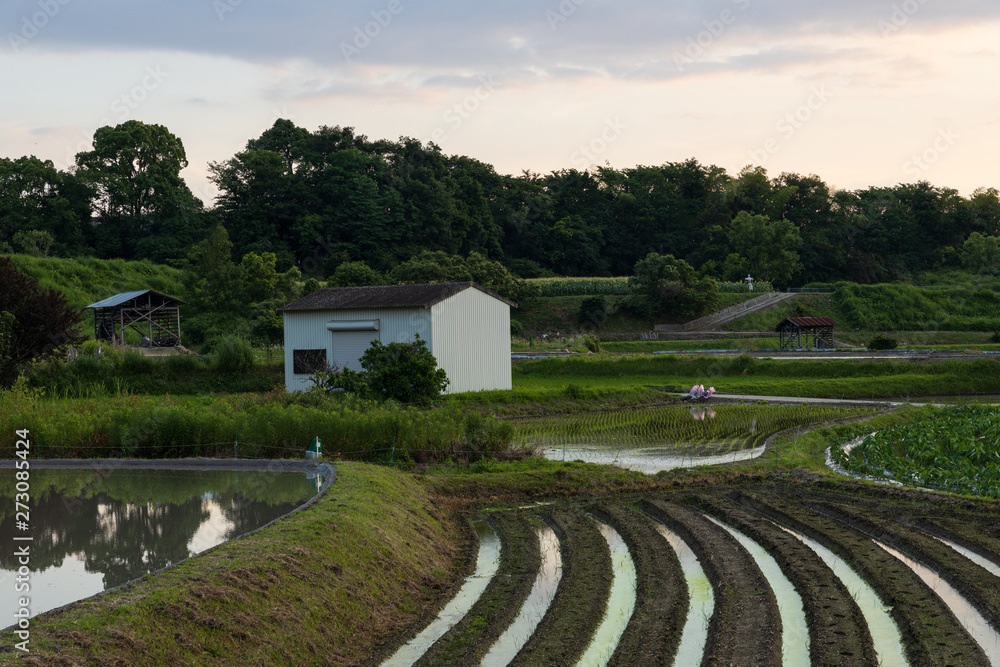 Flooded field and rows on small Japanese farm at sunset