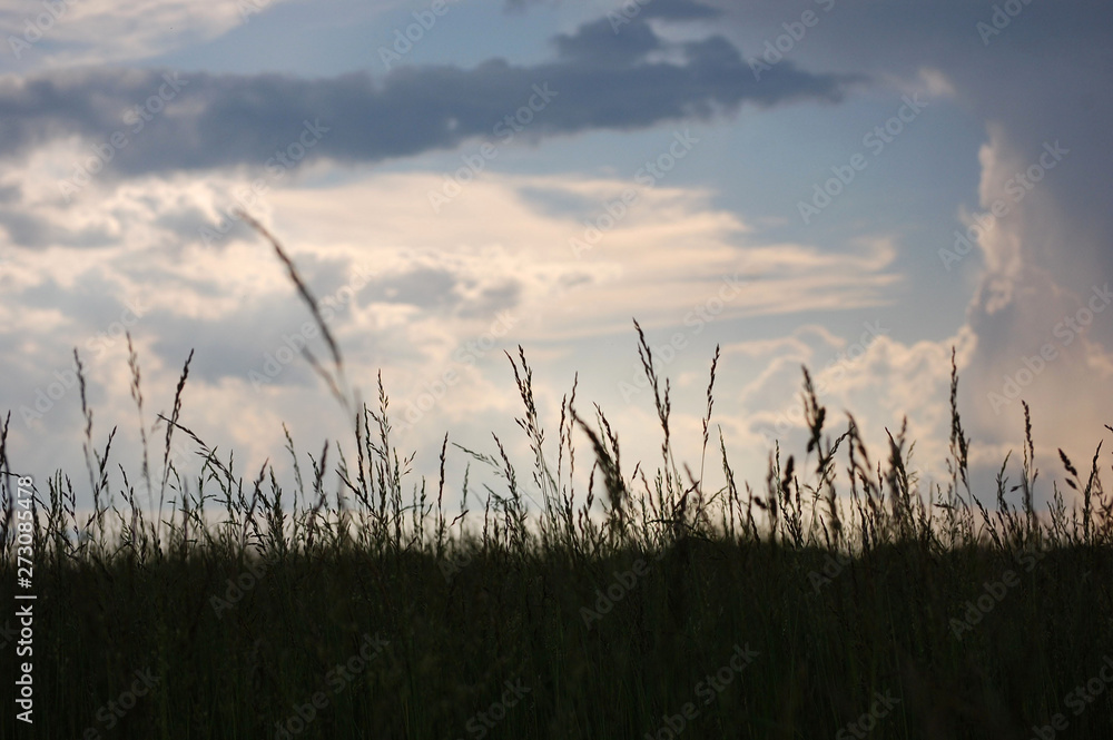 A field of Barnyard Grass just after a thunderstorm.