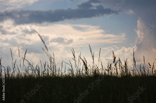 A field of Barnyard Grass just after a thunderstorm.