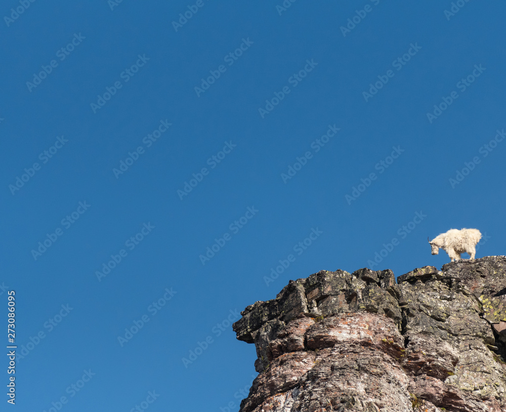 Mountain Goat Looks Down From Cliff Shelf Mountain Goat Looks Down From Cliff Shelf