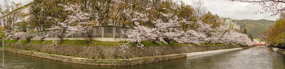 Cherry blossom on river bank