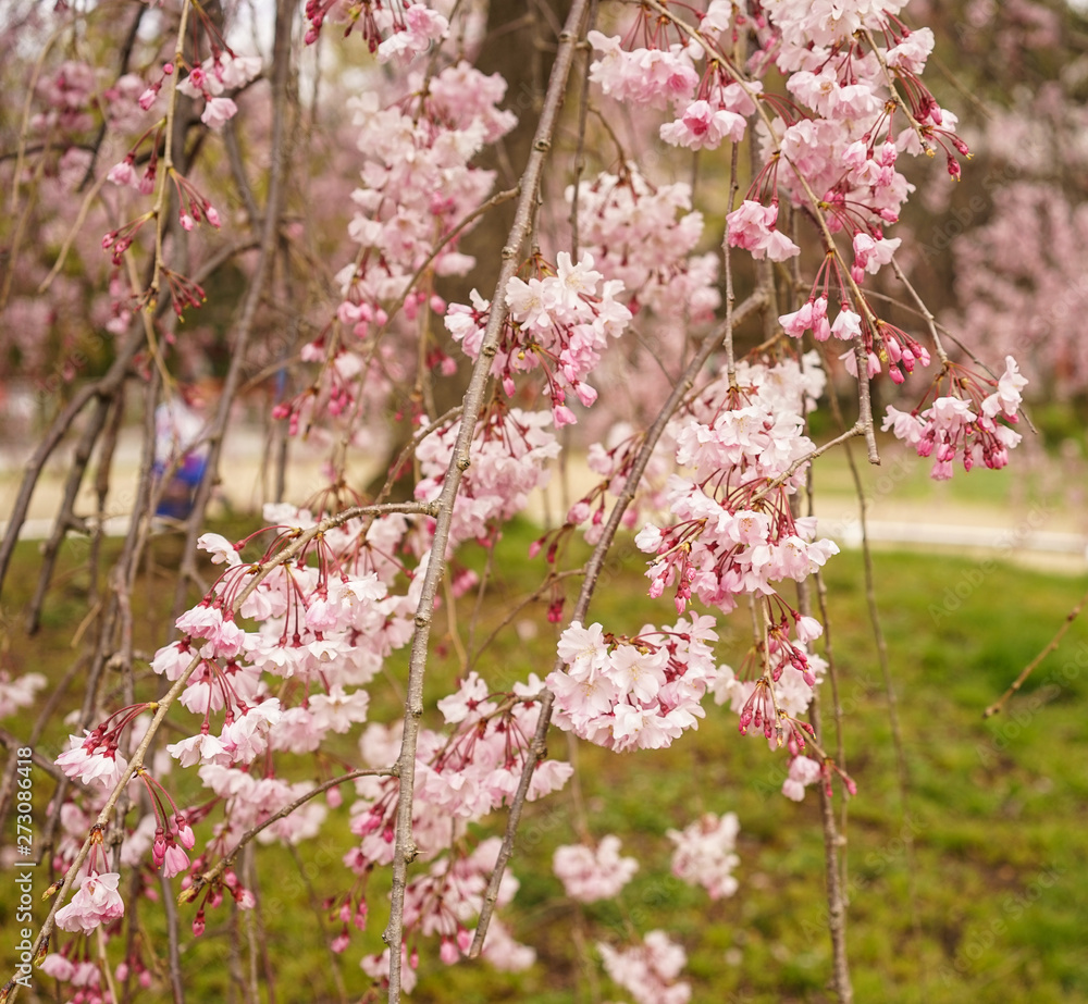 Fototapeta premium Cherry blossom in Kyoto, Japan