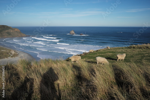 sheeps in the field and sea bcakground with blue sky