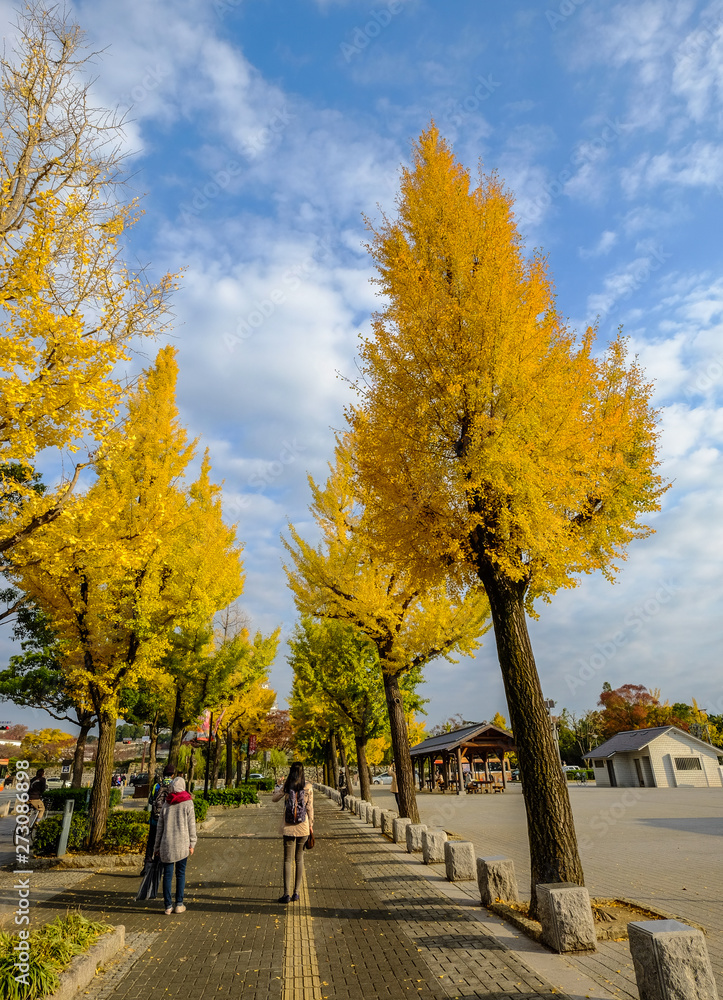 Naklejka premium Street with autumn trees in Kyoto, Japan