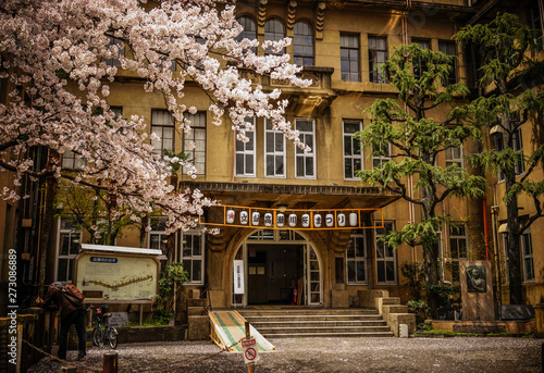 Fototapeta Naklejka Na Ścianę i Meble -  Cherry blossom in Kyoto, Japan