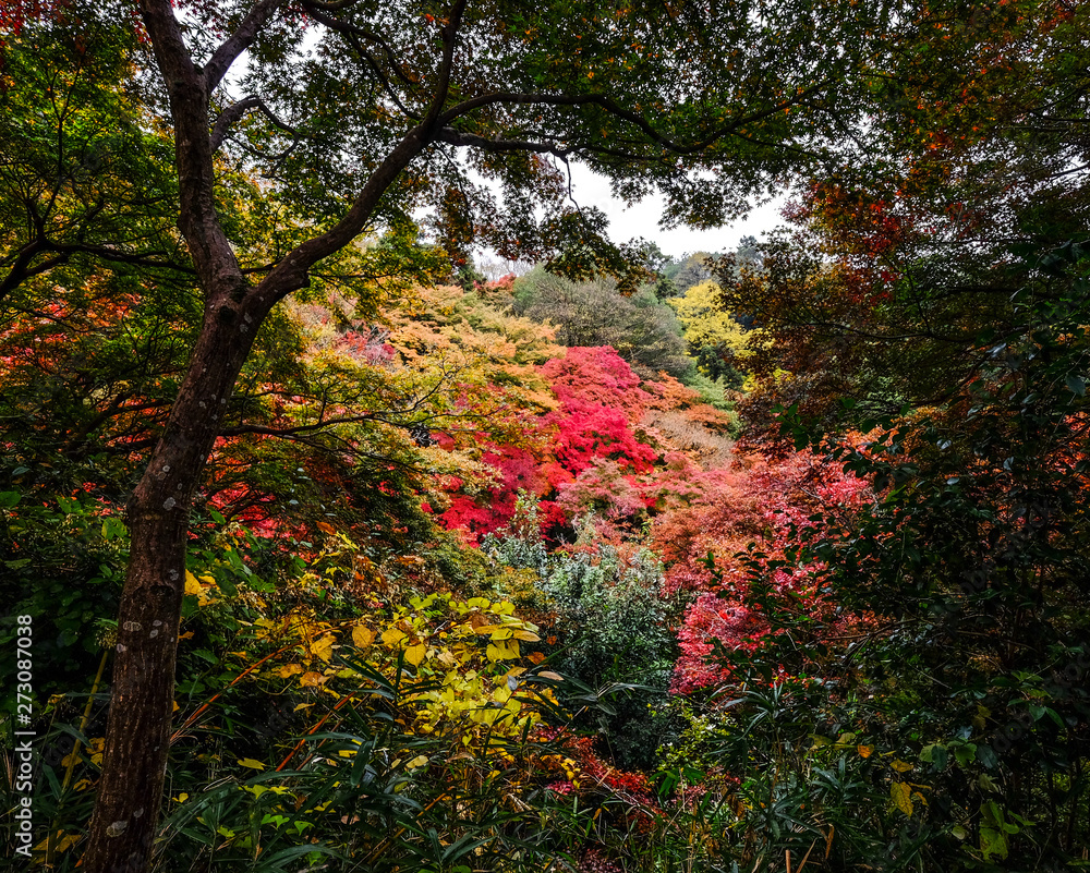 Autumn garden in Kyoto, Japan