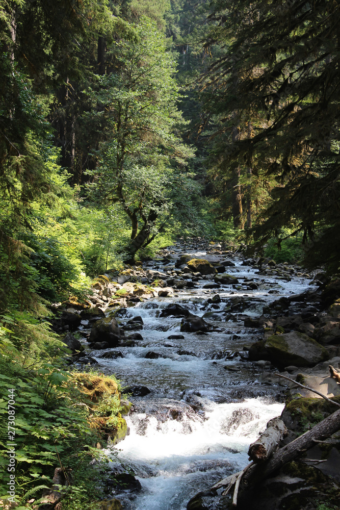 river in the forest