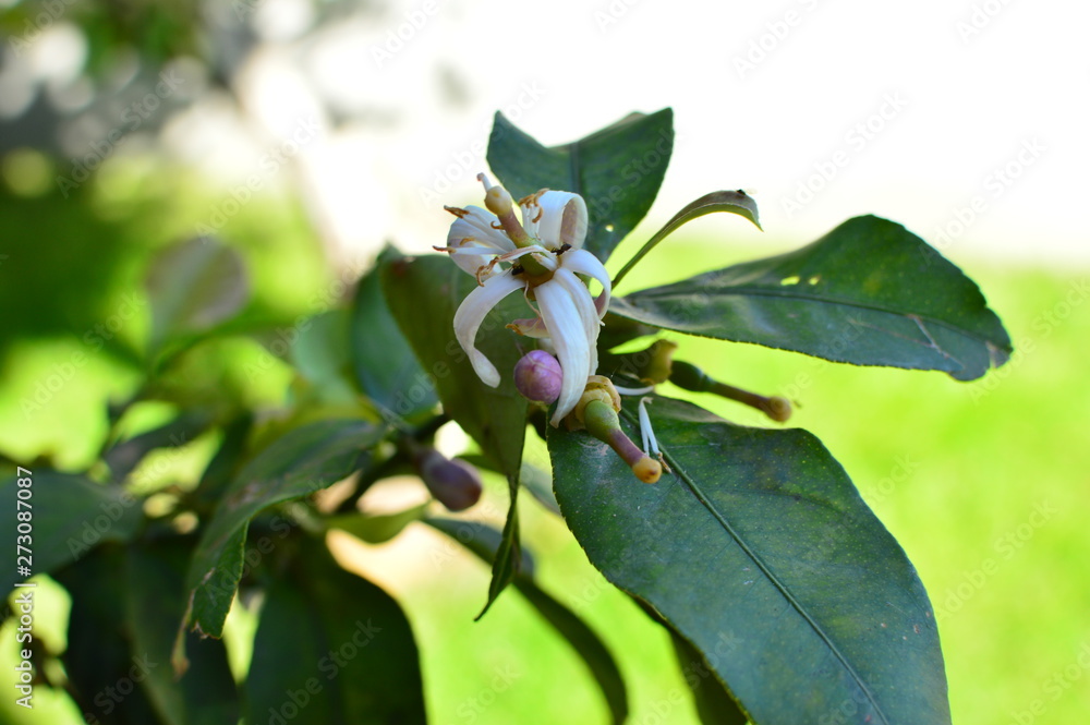 Obraz premium orange tree flowers macro white petals
