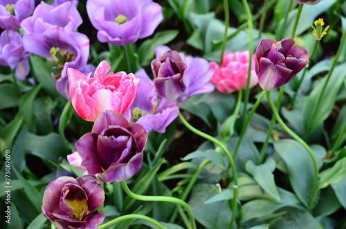 spring flowers in the garden