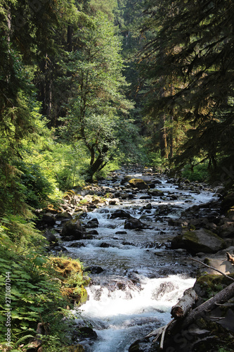 river in the forest