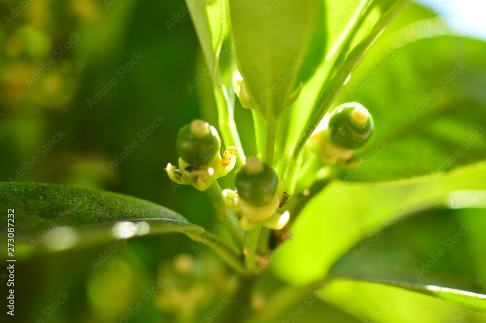 orange tree flowers macro white petals orange tree flowers macro white petals