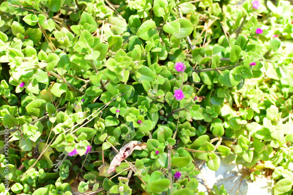 flowers in the garden flowers in the garden