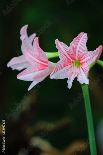 white and pink star lily are blooming