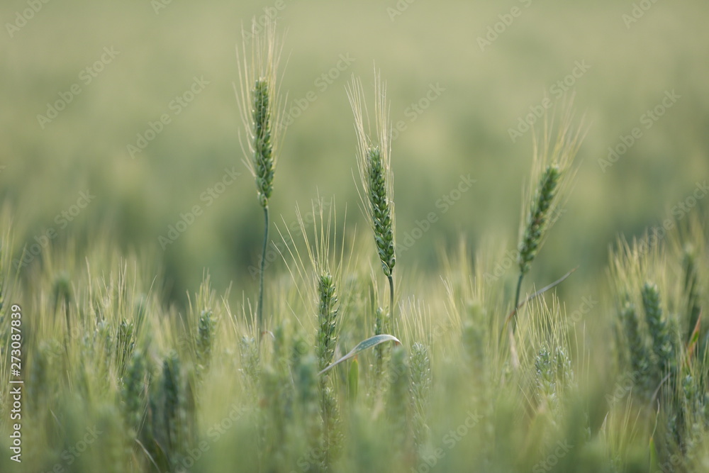 The mature wheat The mature wheat