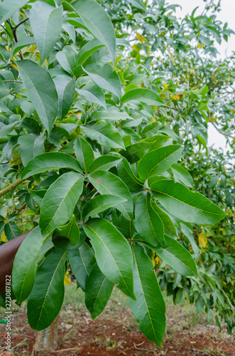 White Sapote Tree Leaves