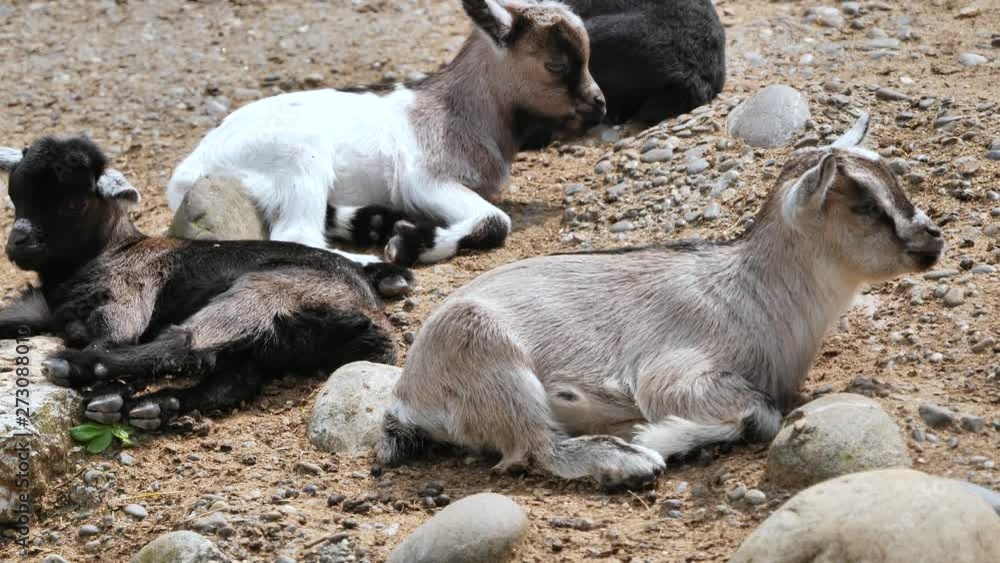 baby goats sleep together. Locked off close up baby goats sleep together. Locked off close up
