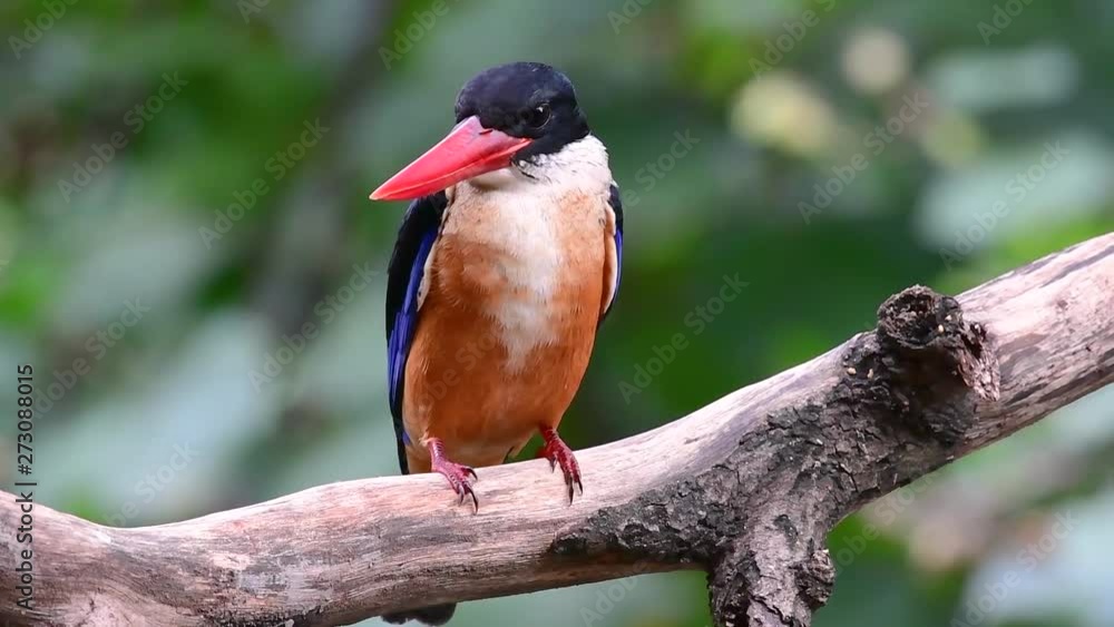 The Black-capped Kingfisher has a candy-like red bill and a black cap which is found in Thailand and other countries in Asia; it is skittish and one has to be in a hide to be able to get closeups. The Black-capped Kingfisher has a candy-like red bill and a black cap which is found in Thailand and other countries in Asia; it is skittish and one has to be in a hide to be able to get closeups.