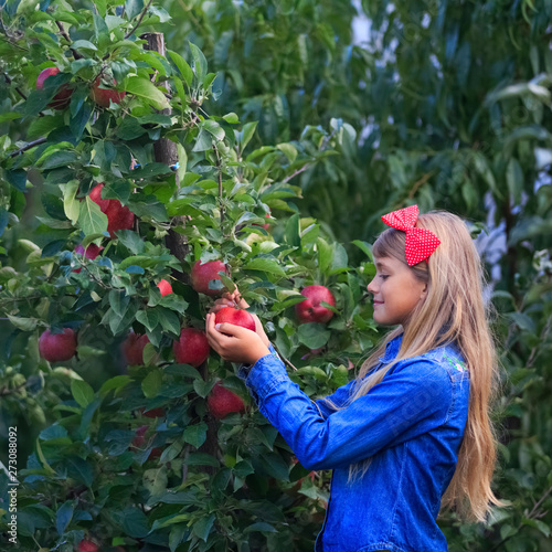 Adorable young girl picking apples in the basket in apple tree orchard. Smiling beautiful girl helping in the garden