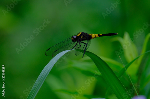 dragonfly on leaf © Matthewadobe