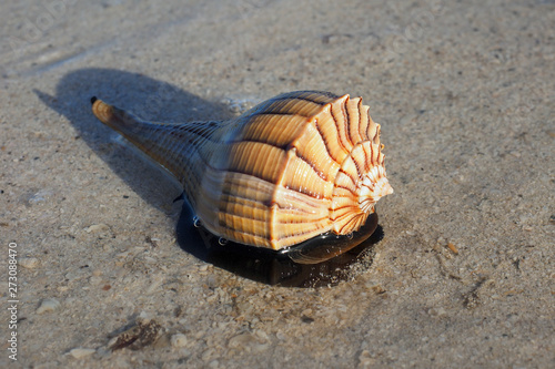 Live Lightning Whelk on exposed tidal flat at extreme low tide on East Cape Sable in Everglades National Park, Florida.